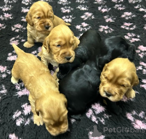 Photo №3. English Cocker Spaniel puppies. Serbia