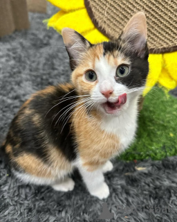 Photo №3. Domestic cats. Germany