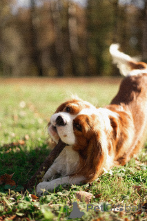 Photo №3. Knitting cavalier King Charles Spaniel in Belarus. Announcement № 135172