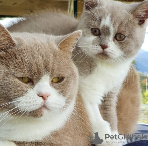 Photo №2 to announcement № 101751 for the sale of burmese cat - buy in Germany breeder