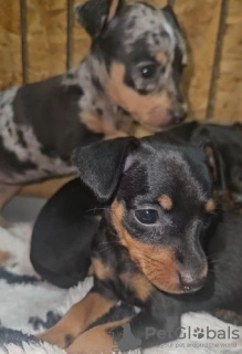 Photo №4. I will sell dachshund in the city of Portland. breeder - price - 300$