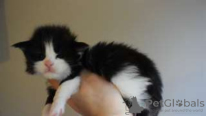 Photo №2 to announcement № 26254 for the sale of maine coon - buy in France private announcement