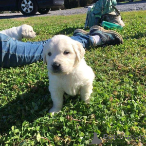 Photo №2 to announcement № 55325 for the sale of golden retriever - buy in Australia breeder