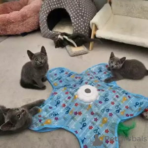 Photo №1. russian blue - for sale in the city of Christiansann | negotiated | Announcement № 173574