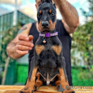 Photo №2 to announcement № 83109 for the sale of dobermann - buy in Germany breeder