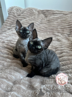 Photo №1. devon rex - for sale in the city of Paris | negotiated | Announcement № 161168