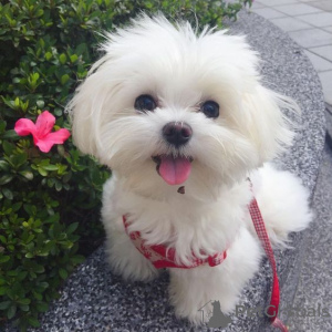 Photo №1. maltese dog - for sale in the city of Kuwait City | Is free | Announcement № 9943