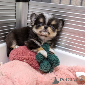 Photo №2 to announcement № 164043 for the sale of chihuahua - buy in Finland private announcement, from the shelter