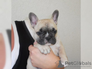 Photo №1. french bulldog - for sale in the city of Интерлакен | Is free | Announcement № 129265