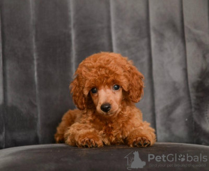 Photo №2 to announcement № 113472 for the sale of poodle (toy) - buy in Serbia breeder