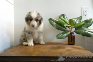 Photo №3. Australia shepherd puppies for adoption.. Finland