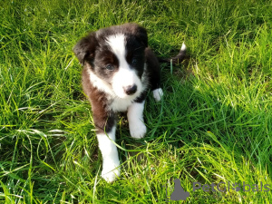 Photo №3. Adorable Border Collie puppies for free adoption. Germany