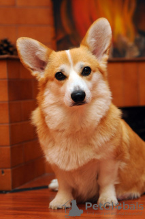 Photo №4. I will sell welsh corgi in the city of Ровно. breeder - price - 1057$