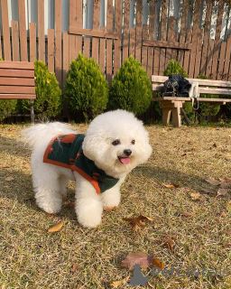 Photo №4. I will sell maltese dog in the city of Berlin. private announcement, from the shelter - price - 568$