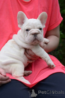 Photo №1. french bulldog - for sale in the city of Minsk | 806$ | Announcement № 173465