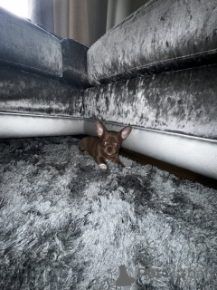 Photo №2 to announcement № 139146 for the sale of chihuahua - buy in Germany private announcement