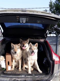 Photo №3. Puppies Czechoslovakian wolfdog. Russian Federation