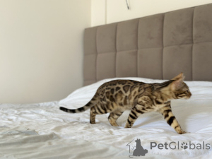 Photo №1. bengal cat - for sale in the city of New York | negotiated | Announcement № 138649