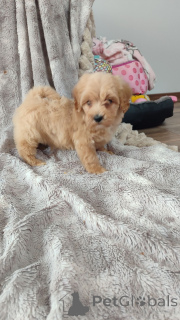 Photo №3. Maltipoo-Welpen zu vermitteln.. Germany