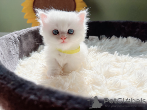 Photo №1. persian cat - for sale in the city of Aberdeen | negotiated | Announcement № 71129