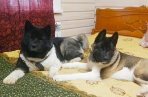 Photo №2 to announcement № 3833 for the sale of american akita - buy in Russian Federation breeder