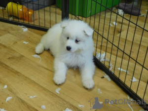 Photo №1. samoyed dog - for sale in the city of Гелница | 312$ | Announcement № 29028