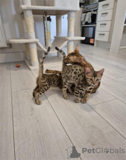 Photo №1. bengal cat - for sale in the city of Bruil | 329$ | Announcement № 153367