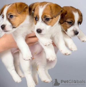 Photo №1. jack russell terrier - for sale in the city of Эспоо | negotiated | Announcement № 123601