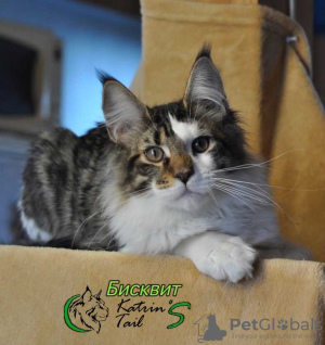 Photo №1. maine coon - for sale in the city of St. Petersburg | 608$ | Announcement № 17627