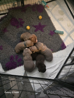 Photo №1. american bully - for sale in the city of Rothenburg ob der Tauber | 850$ | Announcement № 133091