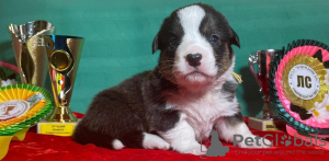 Photo №2 to announcement № 10606 for the sale of welsh corgi - buy in Russian Federation from nursery