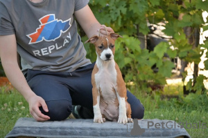 Photo №2 to announcement № 107167 for the sale of american staffordshire terrier - buy in Serbia 