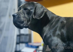Photo №2 to announcement № 135431 for the sale of cane corso - buy in Germany private announcement