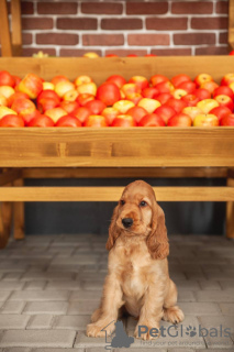 Photo №4. I will sell english cocker spaniel in the city of Minsk. from nursery, breeder - price - 1585$