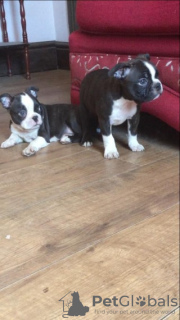 Photo №2 to announcement № 123506 for the sale of boston terrier - buy in Germany private announcement