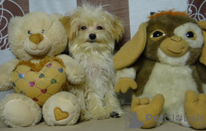Photo №4. I will sell pomeranian in the city of Minsk. private announcement, from nursery, breeder - price - Is free