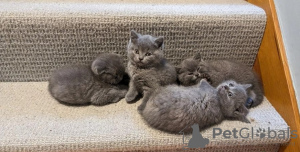 Photo №1. scottish fold - for sale in the city of Брисбен | Is free | Announcement № 90162
