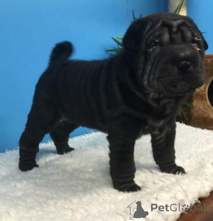 Photo №1. shar pei - for sale in the city of DornBirn | 310$ | Announcement № 168086