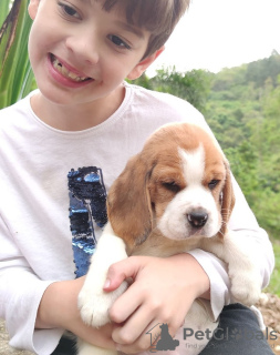 Photo №3. Beautiful beagle puppies for sale. Germany