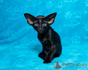 Photo №3. BLACK ORIENTAL KITTEN. Russian Federation