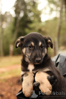 Photo №3. The kindest Kuzya was left an orphan after the death of his owner! Looking for a. Russian Federation