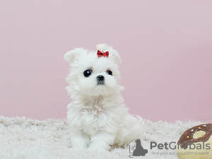 Photo №3. Cute Maltese puppies available for free adoption. Germany