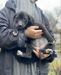 Photo №1.  - for sale in the city of Moscow river | 0$ | Announcement № 159074