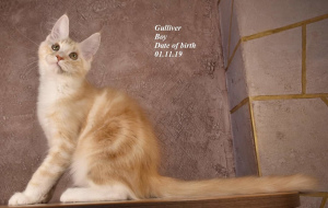 Photo №2 to announcement № 5769 for the sale of maine coon - buy in Russian Federation from nursery