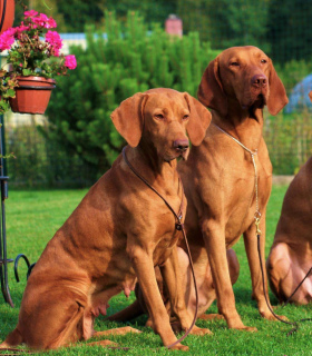 Photo №1. vizsla - for sale in the city of Kaunas | Negotiated | Announcement № 2442