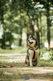 Photo №3. Kanzi is looking for a house. In good hands.. Russian Federation