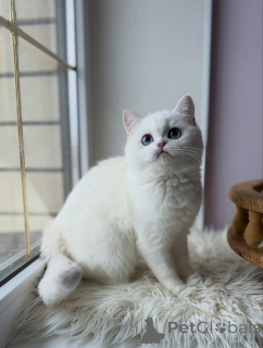 Photo №2 to announcement № 165014 for the sale of scottish fold - buy in Germany private announcement, breeder
