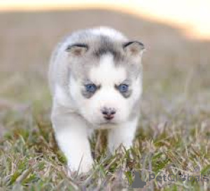 Photo №3. Cuccioli di Siberian Husky in vendita. Italy