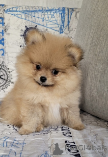 Photo №2 to announcement № 46379 for the sale of pomeranian - buy in Belarus private announcement