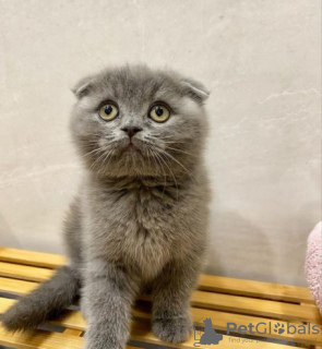 Photo №1. scottish fold - for sale in the city of Rochefort | Is free | Announcement № 128884